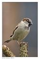 Passer domesticus-m-14